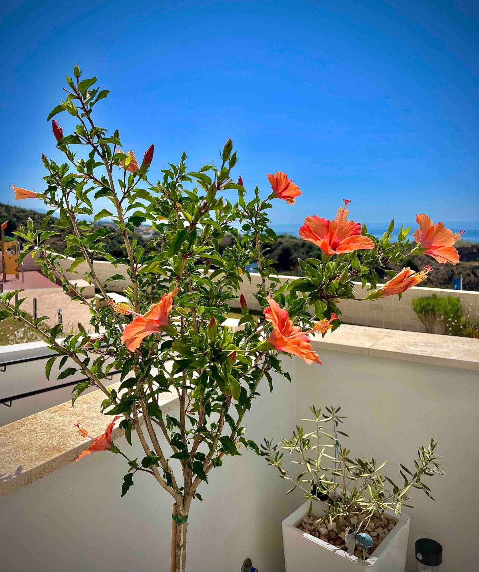 Rincon Idilia Apartment Rincon de la Victoria Ngoại thất bức ảnh